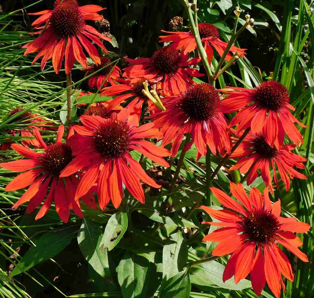 Photo of Coneflower (Echinacea Sombrero® Salsa Red) uploaded by adknative
