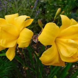 Location: Eagle Bay, New York
Date: 2021-08-13
Daylily (Hemerocallis 'Yellow Bouquet')