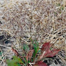 Location: Heathcote Ontario Canada
Date: 2001  Spring
Limonium latifolium	  new emerging flower stems from basal leaves