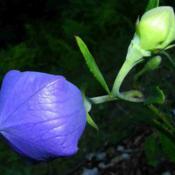 Balloon Flower (Platycodon grandiflorus 'Double Blue')