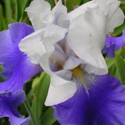 Location: Eagle Bay, New York
Date: 2005-06-13
Tall Bearded Iris (Iris 'Ride the Wind')