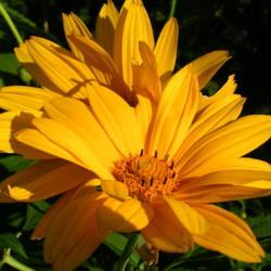 Location: Eagle Bay, New York
Date: 2005-08-05
False Sunflower (Heliopsis helianthoides)