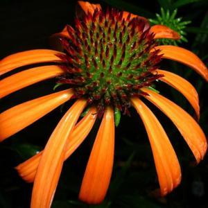 Echinacea 'Orange Meadowbrite'