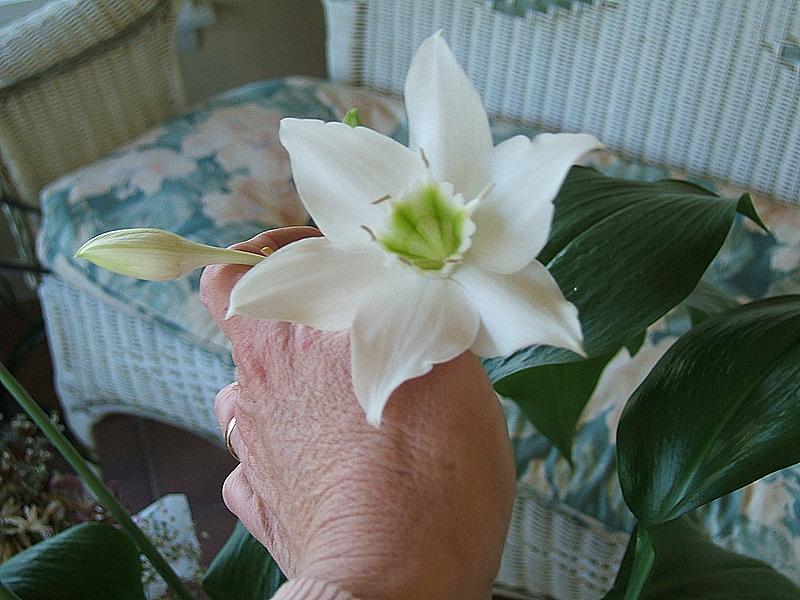 Photo of Amazon Lily (Urceolina x grandiflora) uploaded by pirl