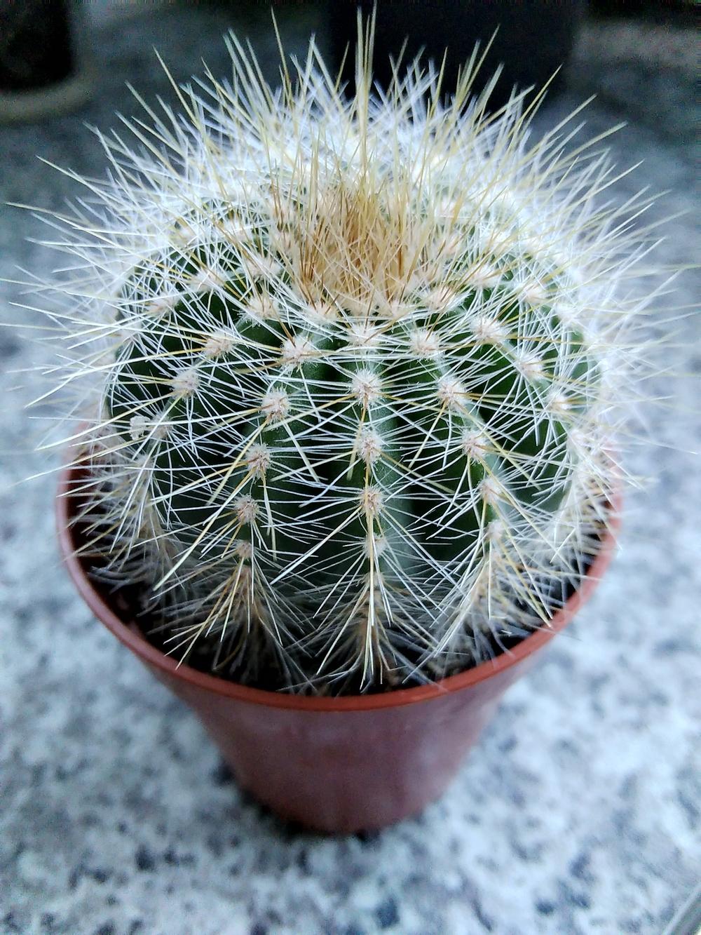 Photo of Ball Cactus (Parodia magnifica) uploaded by syzone8aUK