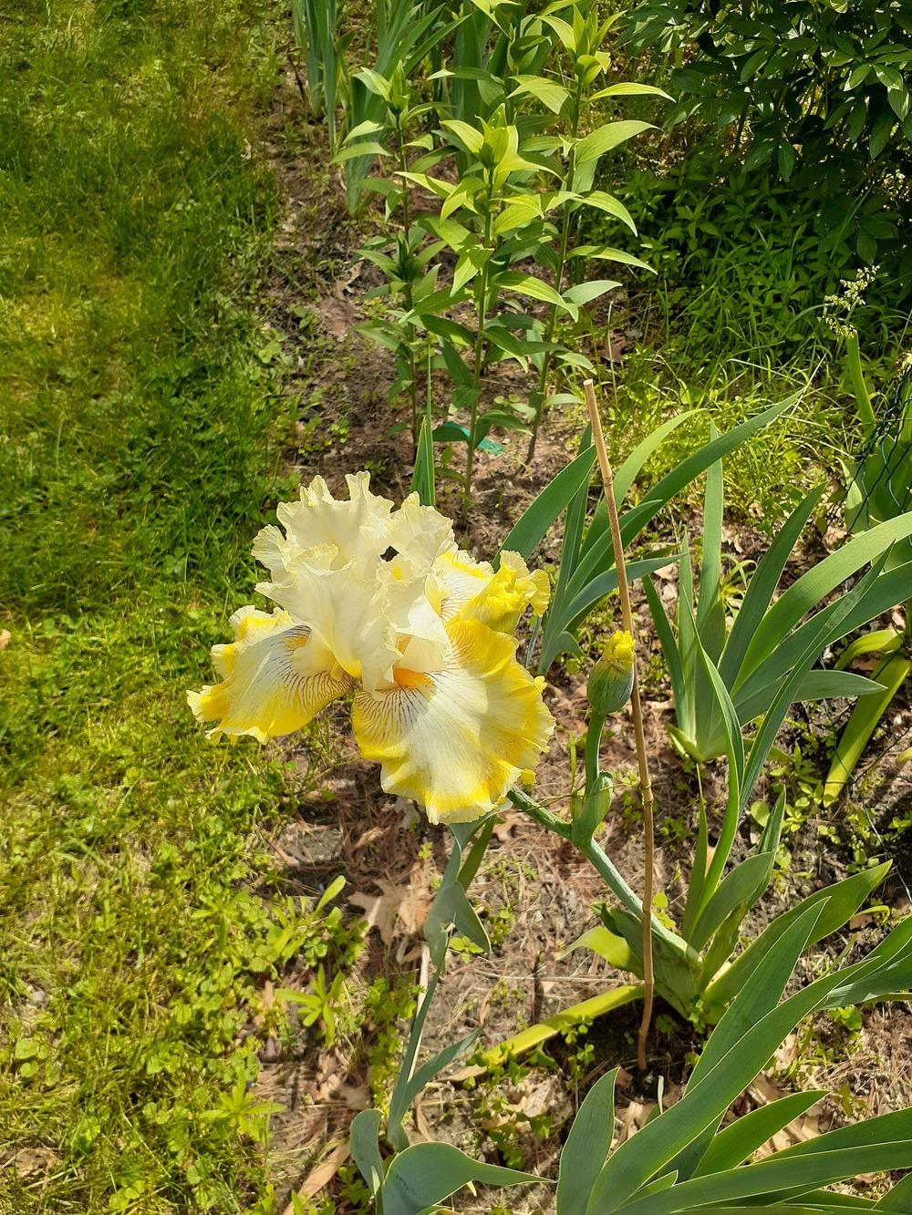 Photo of Tall Bearded Iris (Iris 'Double Ringer') uploaded by MNdigger