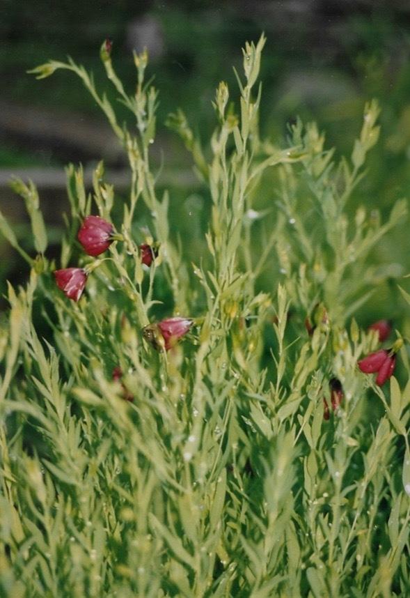 Photo of Scarlet Flax (Linum grandiflorum 'Rubrum') uploaded by Permastake