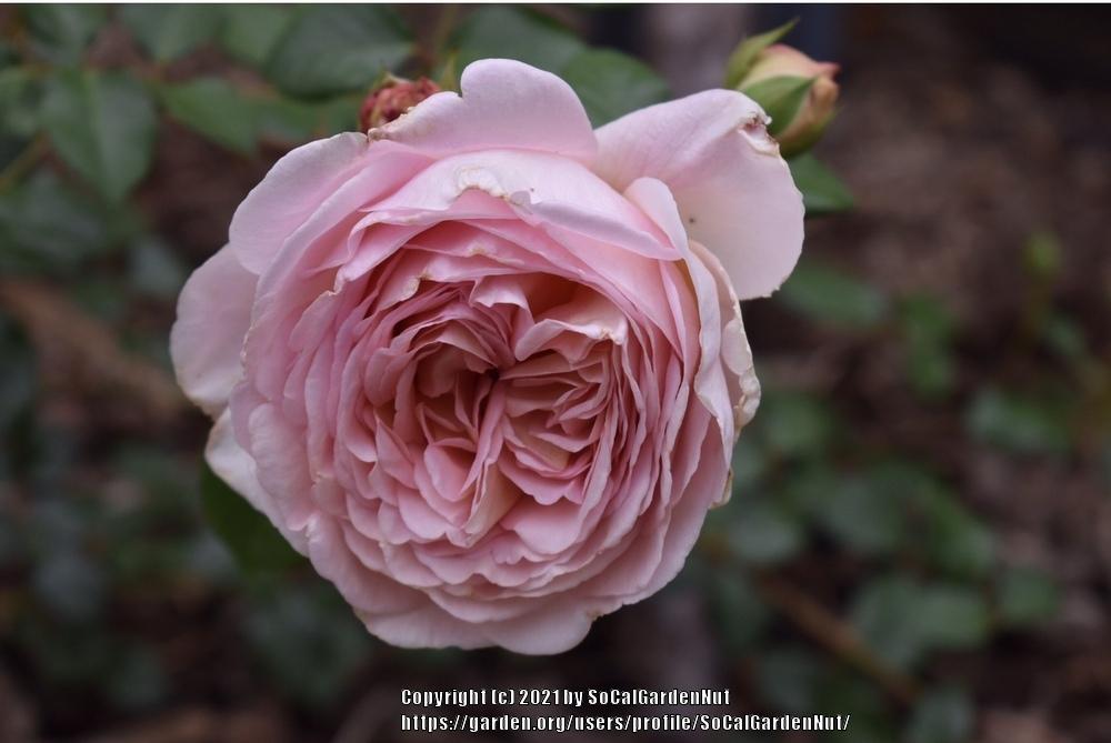 Photo of Rose (Rosa 'Abraham Darby') uploaded by SoCalGardenNut