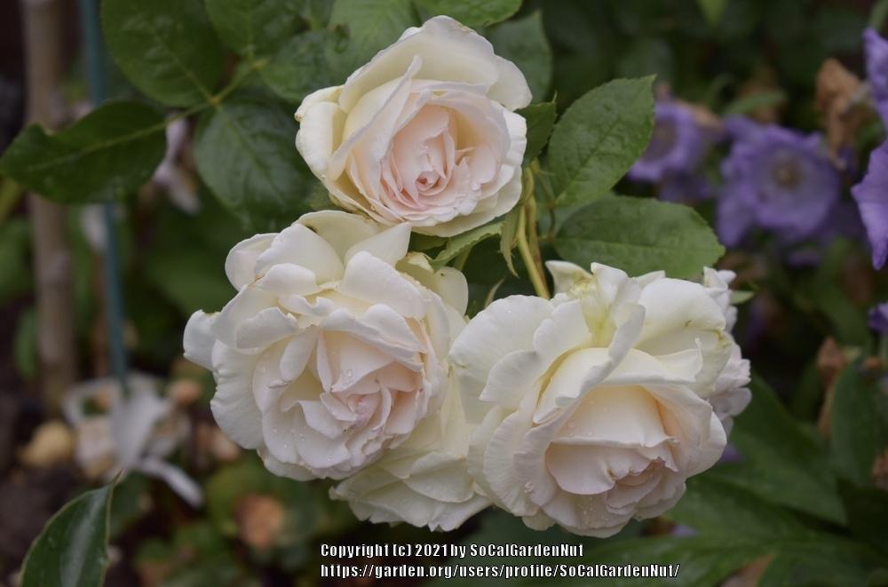 Photo of Rose (Rosa 'New Dawn') uploaded by SoCalGardenNut