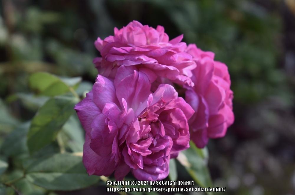 Photo of Rose (Rosa 'Plum Perfect') uploaded by SoCalGardenNut