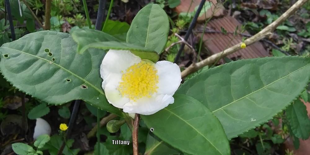 Photo of Tea Plant (Camellia sinensis) uploaded by purpleinopp