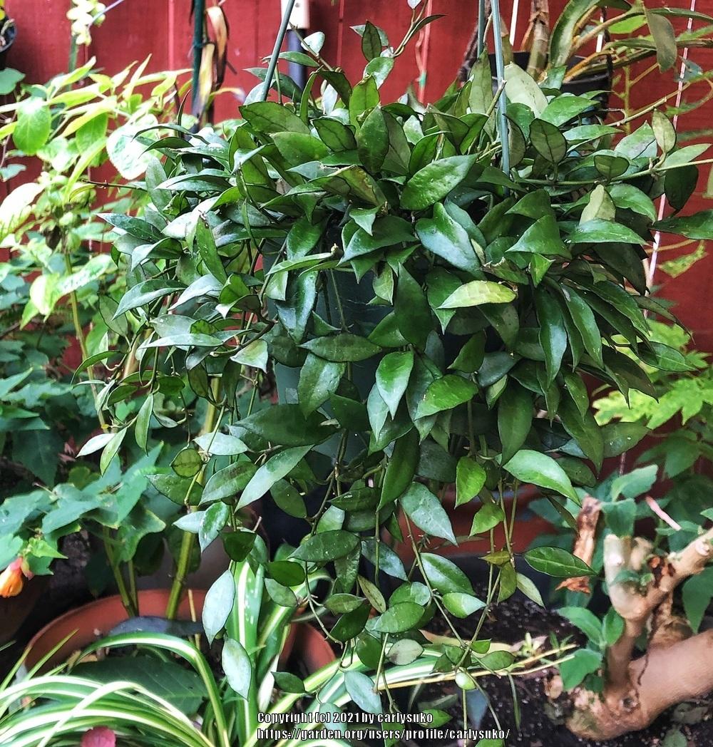 Photo of Wax Plant (Hoya lacunosa) uploaded by carlysuko