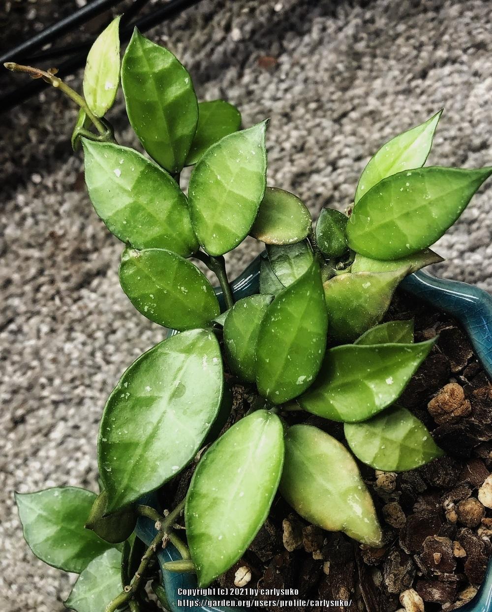 Photo of Wax Plant (Hoya krohniana) uploaded by carlysuko