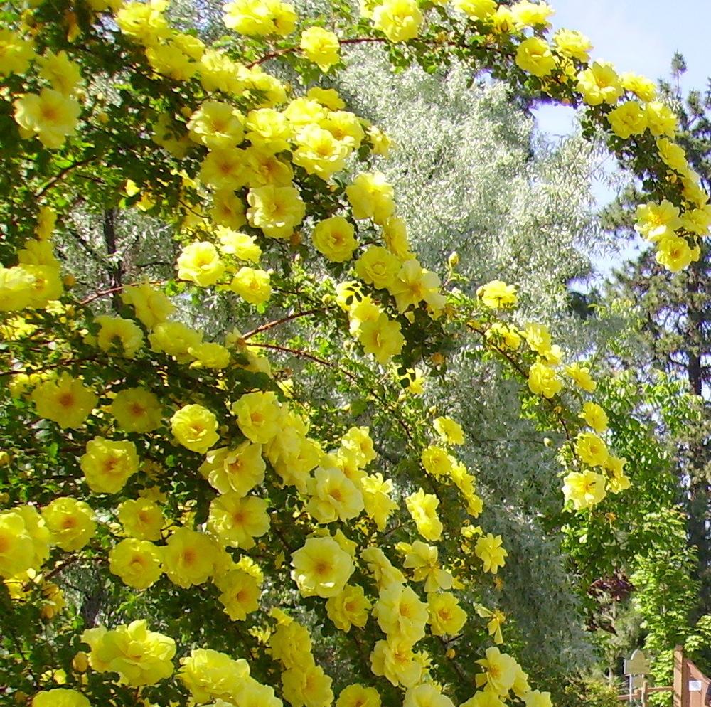 Photo of Rose (Rosa 'Harison's Yellow') uploaded by HemNorth