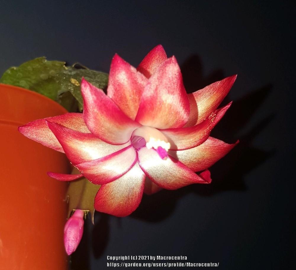 Photo of Christmas Cactus (Schlumbergera truncata) uploaded by Macrocentra