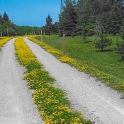 Location: Heathcote Ontario Canada
Date: 2021 July-August  
Lotus corniculatus Our farm front driveway. We love it