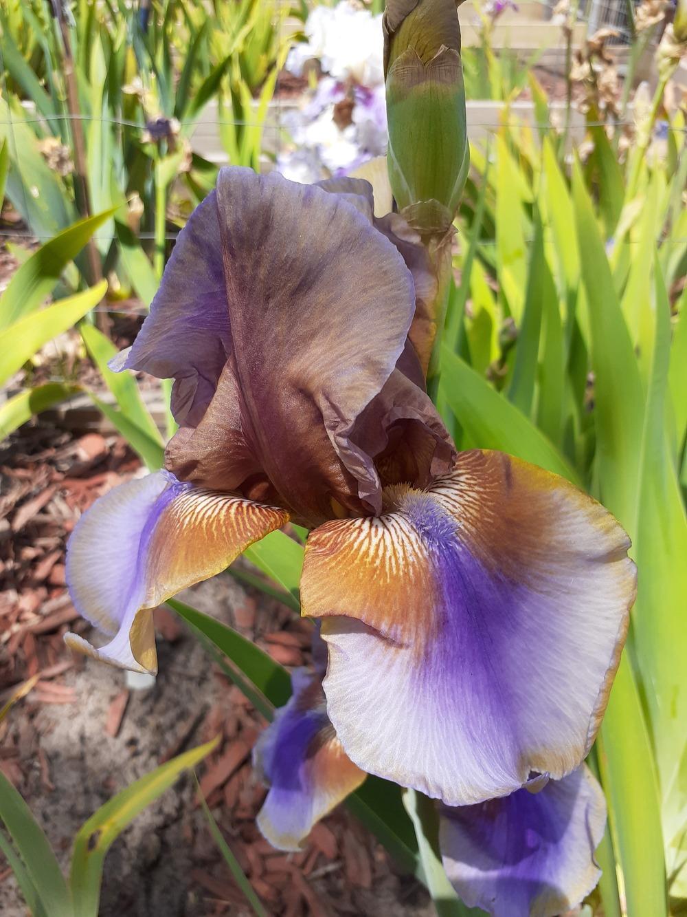Photo of Tall Bearded Iris (Iris 'Burnt Toffee') uploaded by PaulaHocking