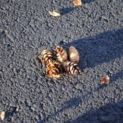 Location: Downingtown, Pennsylvania
Date: 2012-12-23
several of the small cones I put on the driveway