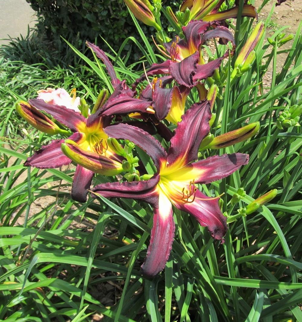 Photo of Daylily (Hemerocallis 'Celestial Tower of Power') uploaded by Sscape