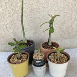 Location: Tampa, Florida
Date: 2021-11-25
6 months old desert rose seedlings. The 2 tall ones have buds.