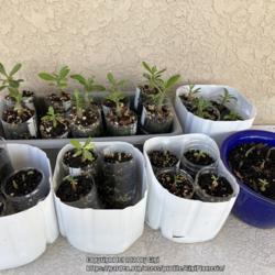 Location: Tampa, Florida
Date: 2021-11-25
3 months old seedlings of neighbor’s desert rose.