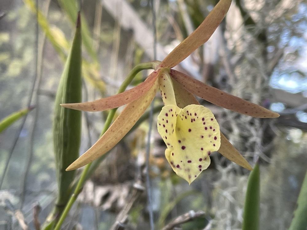 Photo of Orchid (Brassocattleya Yellow Bird) uploaded by dyzzypyxxy