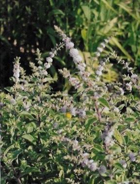 Photo of Field Mint (Mentha canadensis) uploaded by Permastake