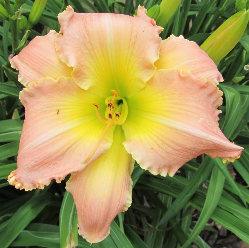 Photo of Daylily (Hemerocallis 'Out of the Park') uploaded by Sscape