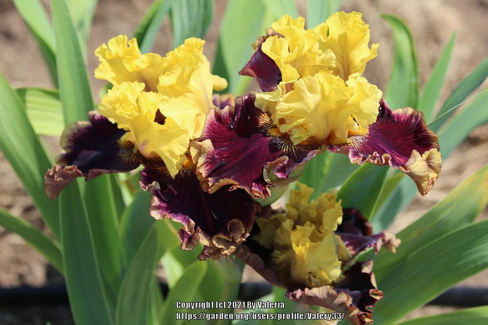 Photo of Tall Bearded Iris (Iris 'Flashinator') uploaded by Valery33