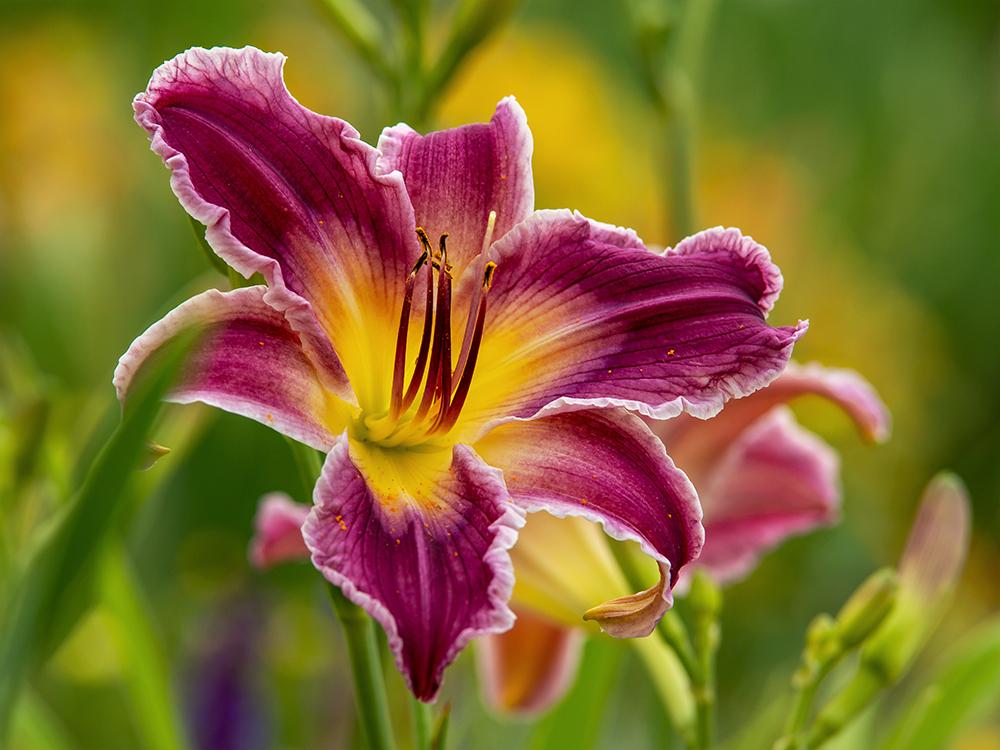 Photo of Daylily (Hemerocallis 'Indian Giver') uploaded by dirtdorphins