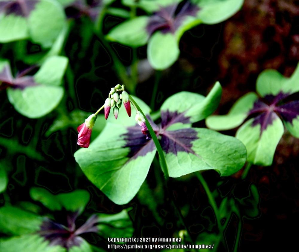 Photo of Good Luck Plant (Oxalis tetraphylla 'Iron Cross') uploaded by bumplbea