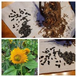 Location: Ann Arbor, Michigan
Date: 2021-12-01
Teddy Bear sunflower seeds COLLAGE