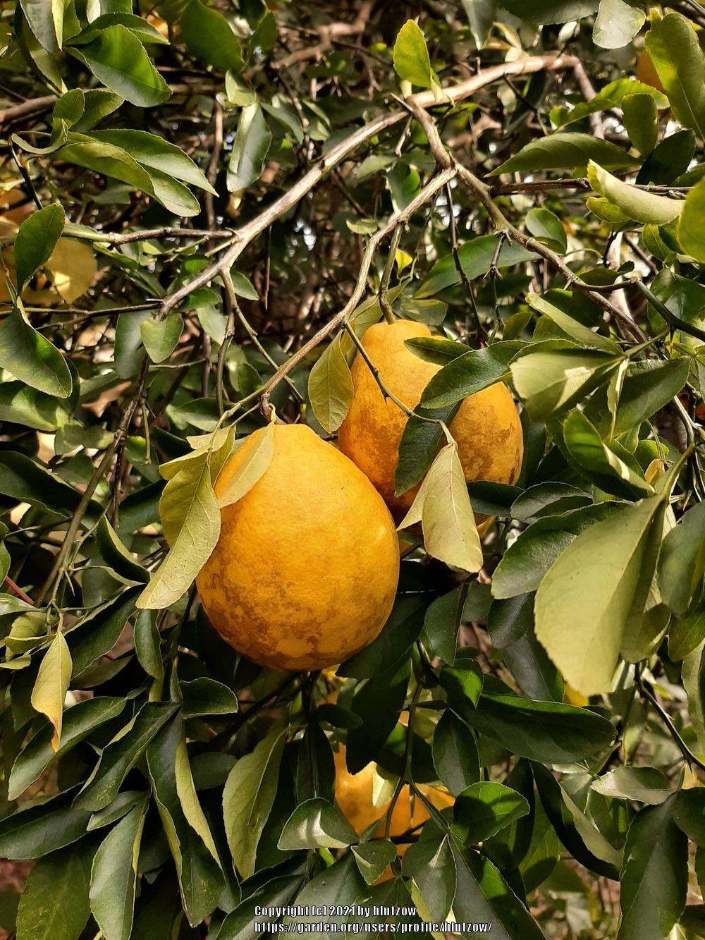 Photo of Meyer Lemon (Citrus x limon 'Meyer') uploaded by hlutzow