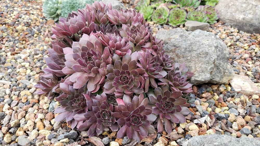 Photo of Hen and Chicks (Sempervivum 'Pacific Devil's Food') uploaded by Alchemist