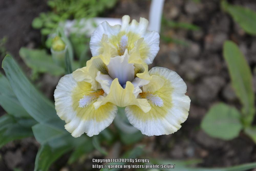 Photo of Miniature Dwarf Bearded Iris (Iris 'Ribbit') uploaded by Serjio
