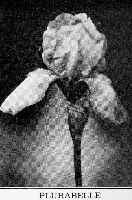 Photo of Tall Bearded Iris (Iris 'Plurabelle') uploaded by scvirginia