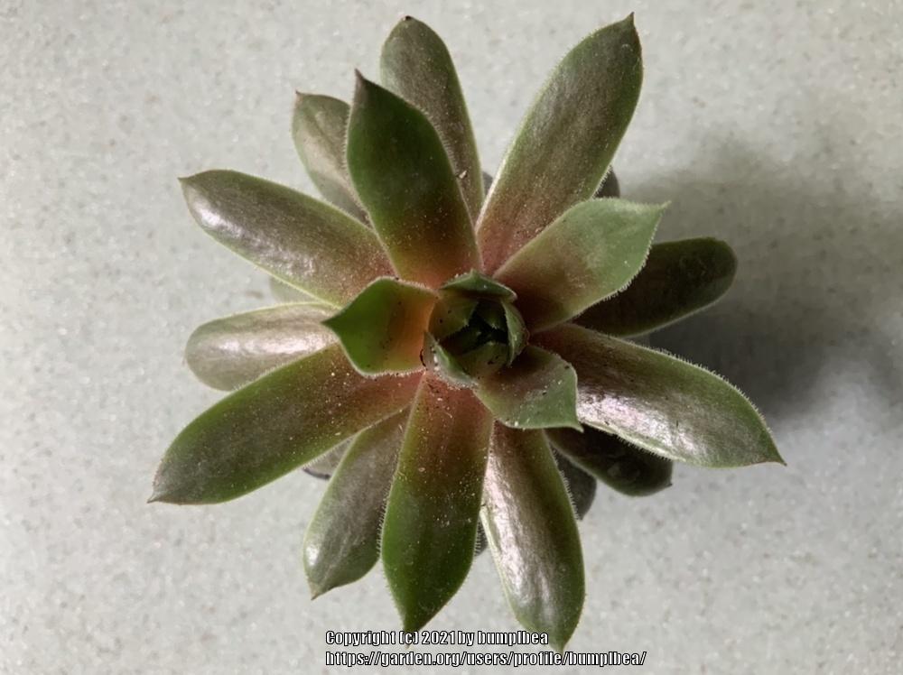 Photo of Hen and Chicks (Sempervivum 'Starshine') uploaded by bumplbea