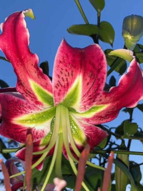 Photo of Lily (Lilium 'Black Beauty') uploaded by jkporter
