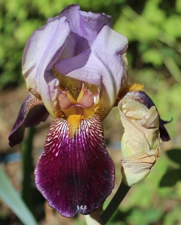 Photo of Tall Bearded Iris (Iris 'Ambassadeur') uploaded by Calif_Sue