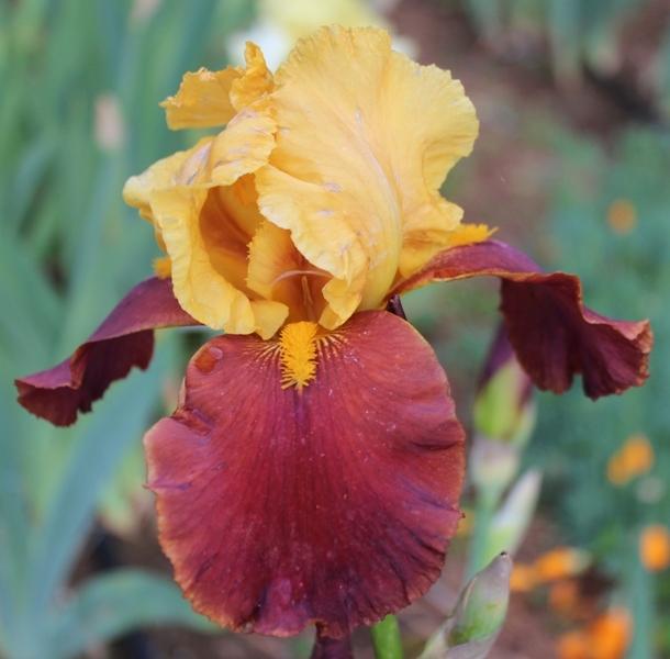 Photo of Tall Bearded Iris (Iris 'All That Jazz') uploaded by Calif_Sue