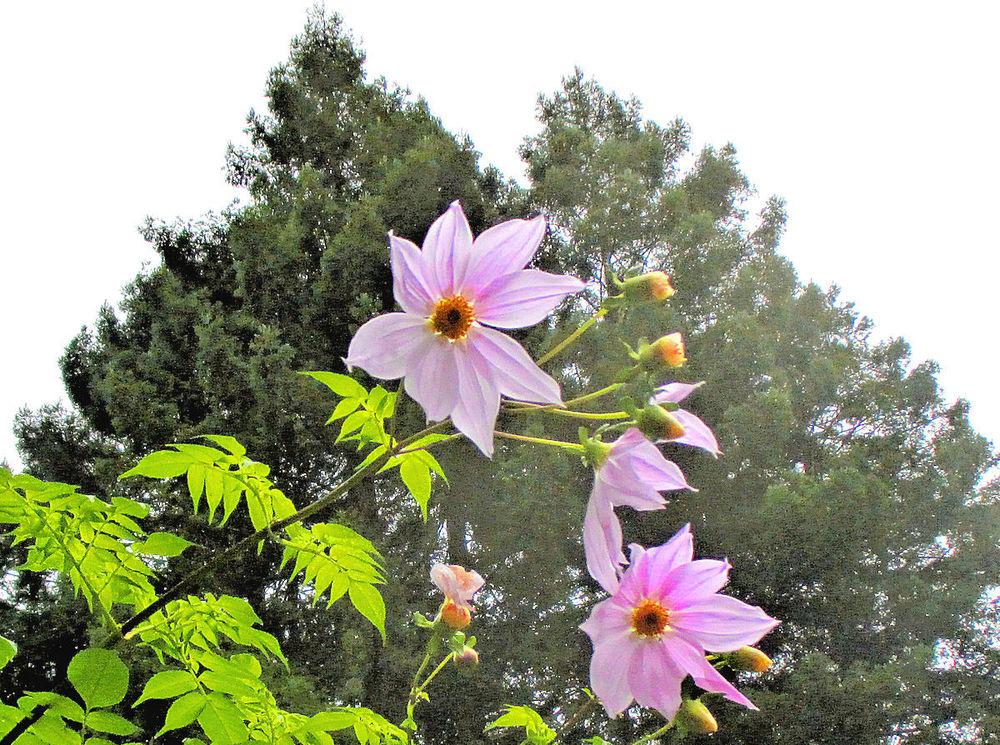 Photo of Tree Dahlia (Dahlia imperialis) uploaded by Strever