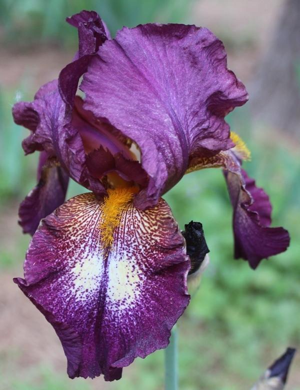 Photo of Tall Bearded Iris (Iris 'Attention Please') uploaded by Calif_Sue