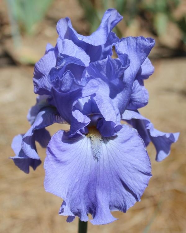 Photo of Tall Bearded Iris (Iris 'Avalon Bay') uploaded by Calif_Sue