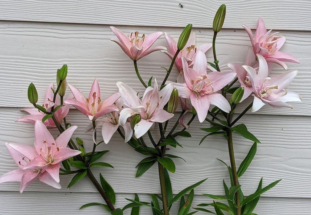 Photo of Lily (Lilium 'Elodie') uploaded by Joy