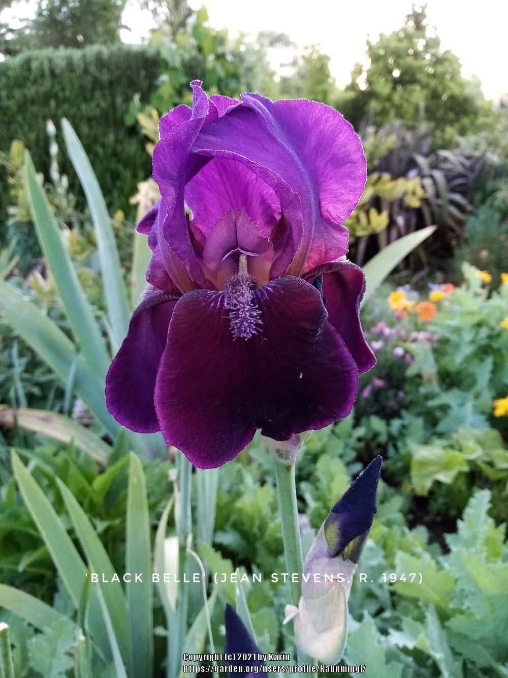 Photo of Tall Bearded Iris (Iris 'Black Belle') uploaded by Kahumingi