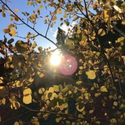 Location: South Dakota
Date: Oct. 10, 2021
Golden Quaking Aspen Leaves