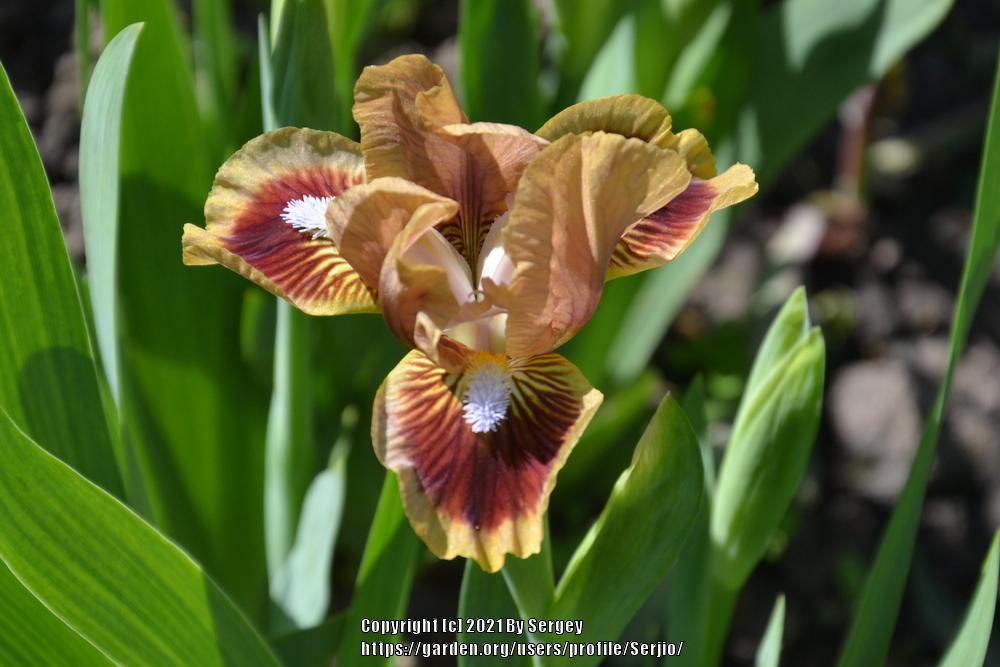 Photo of Standard Dwarf Bearded Iris (Iris 'Korabelnyi Master') uploaded by Serjio