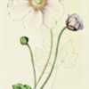illustration [as Anemone elegans] from 'Revue horticole', 1852