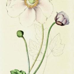 
Date: c. 1852
illustration [as Anemone elegans] from 'Revue horticole', 1852