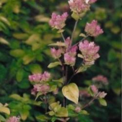 Location: Heathcote Ontario Canada
Date: 2021 June
Origanum vulgare'Aureum'   New bloom